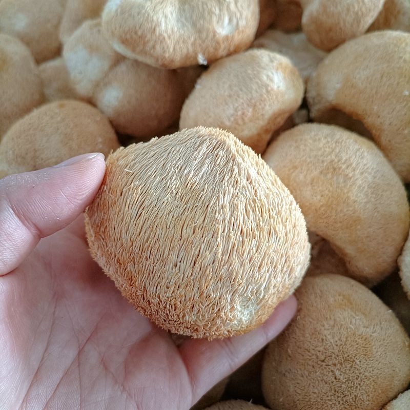 Hericium Erinaceus Dry Goods Yunnan Mountain Delicacy Special Hericium Erinaceus 500g Can Be Powdered to Nourish the Stomach and Make Soup Ingredients for Home Use