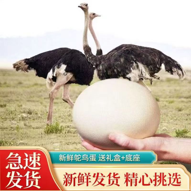 Свежие страусиные яйца, большой размер, бесплатная доставка, съедобные яйца эму, экстра большие яйца, съедобные свежие яйца, подарочные яйца для резьбы