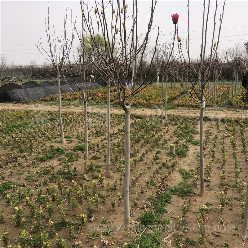 Delicate Red Magnolia Saplings Fragrant Magnolia Two Trees Red Peony Magnolia Tree Courtyard House Balcony Cold-Resistant Landscape Tree