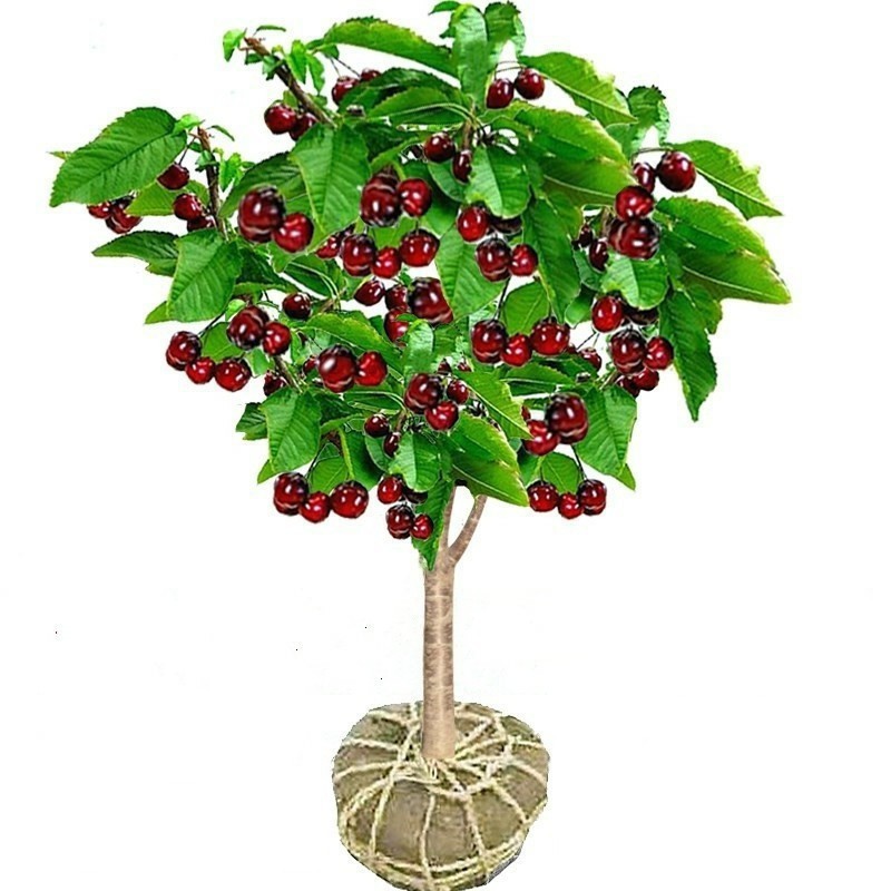 Authentic Cherry Saplings, Large Cherry Seedlings, Potted Dwarf Fruit Tree Seedlings for Planting in the North and South, Extra Large Cherry Fruit Seedlings