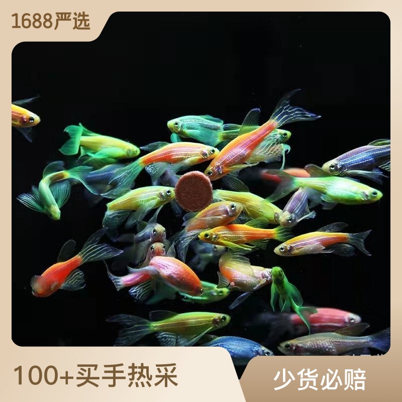Long Tail Butterfly Wing Zebrafish Green Apple Blueberry Lemon Green Emerald Zebrafish Live Small Fish Tropical Ornamental Fish