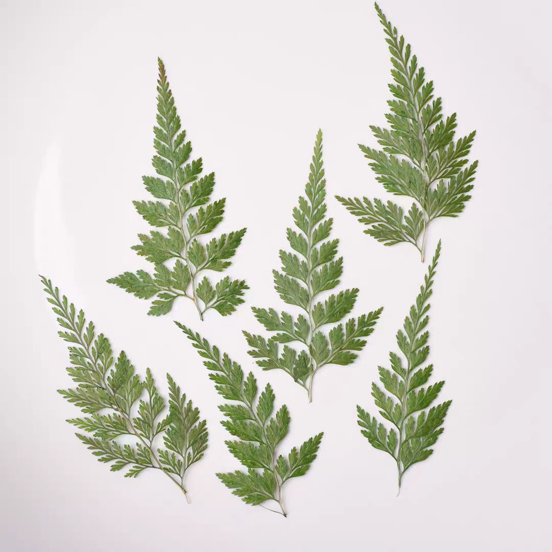 Зеленый папоротник образец для детского сада ручные наклейки с листьями чехол для мобильного телефона рельефная настольная лампа клей сухие цветы рельефные