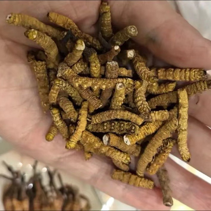 Cordyceps Sinensis, Broken Grass, Broken Cordyceps, Xizang Nagqu, Cordyceps Sinensis, Cordyceps, Wild Grass