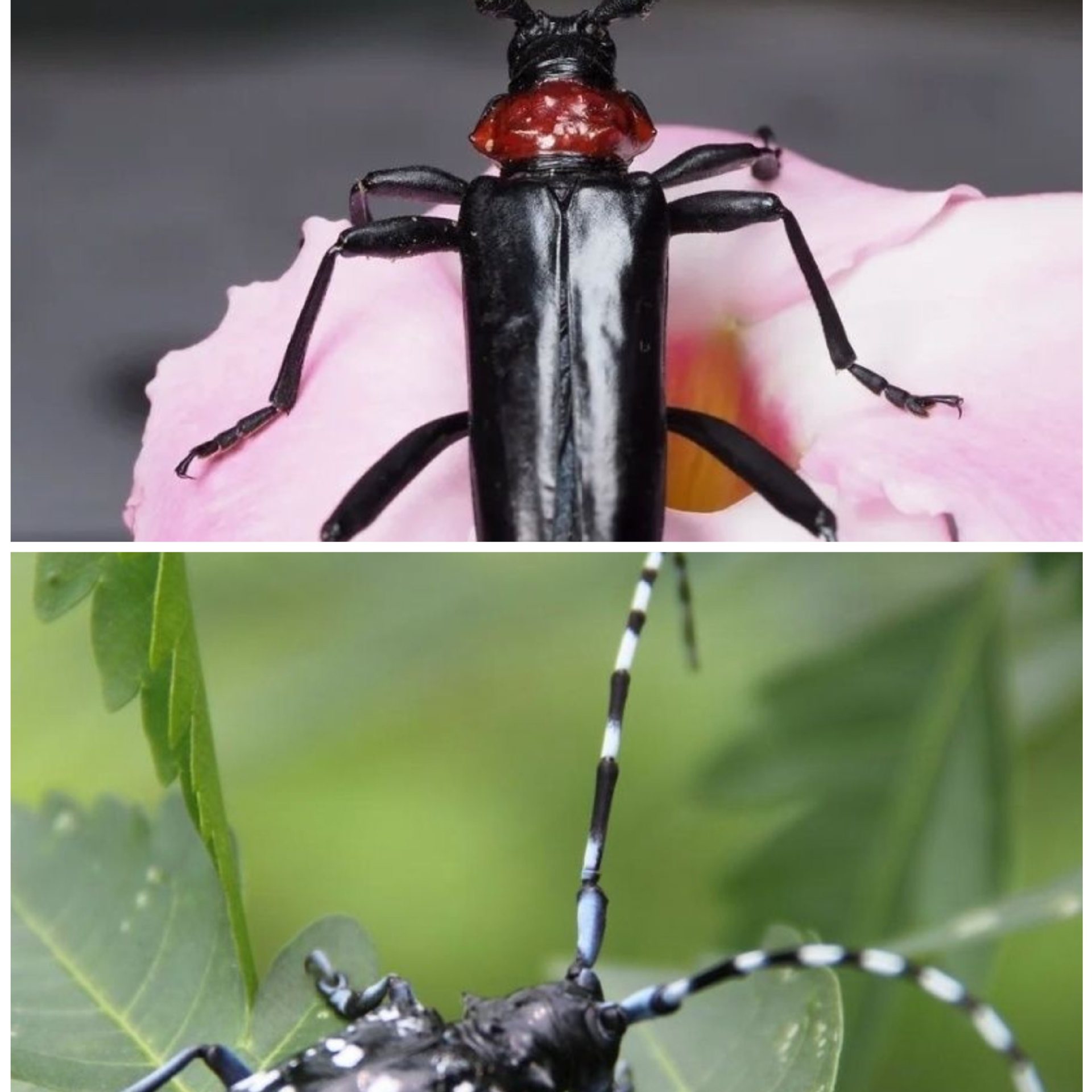 Live Pet Insect Beetle Crawling Small Animal White-Striped Easy to Raise Non-Toxic Destructive Star Beetle One