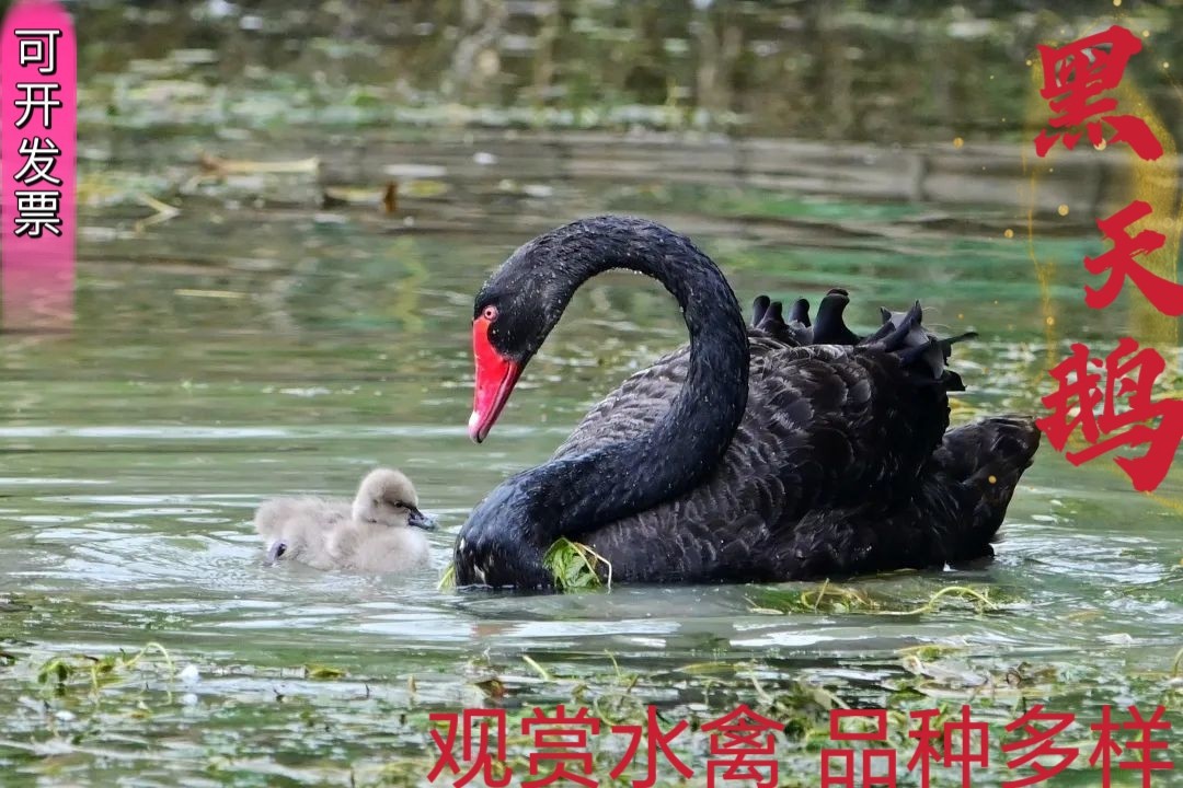 A Pair of Purebred Adult Black Swans for Live Ornamental Purposes, Price for a Single Adult Black Swan Available for Purchase, Jinhe