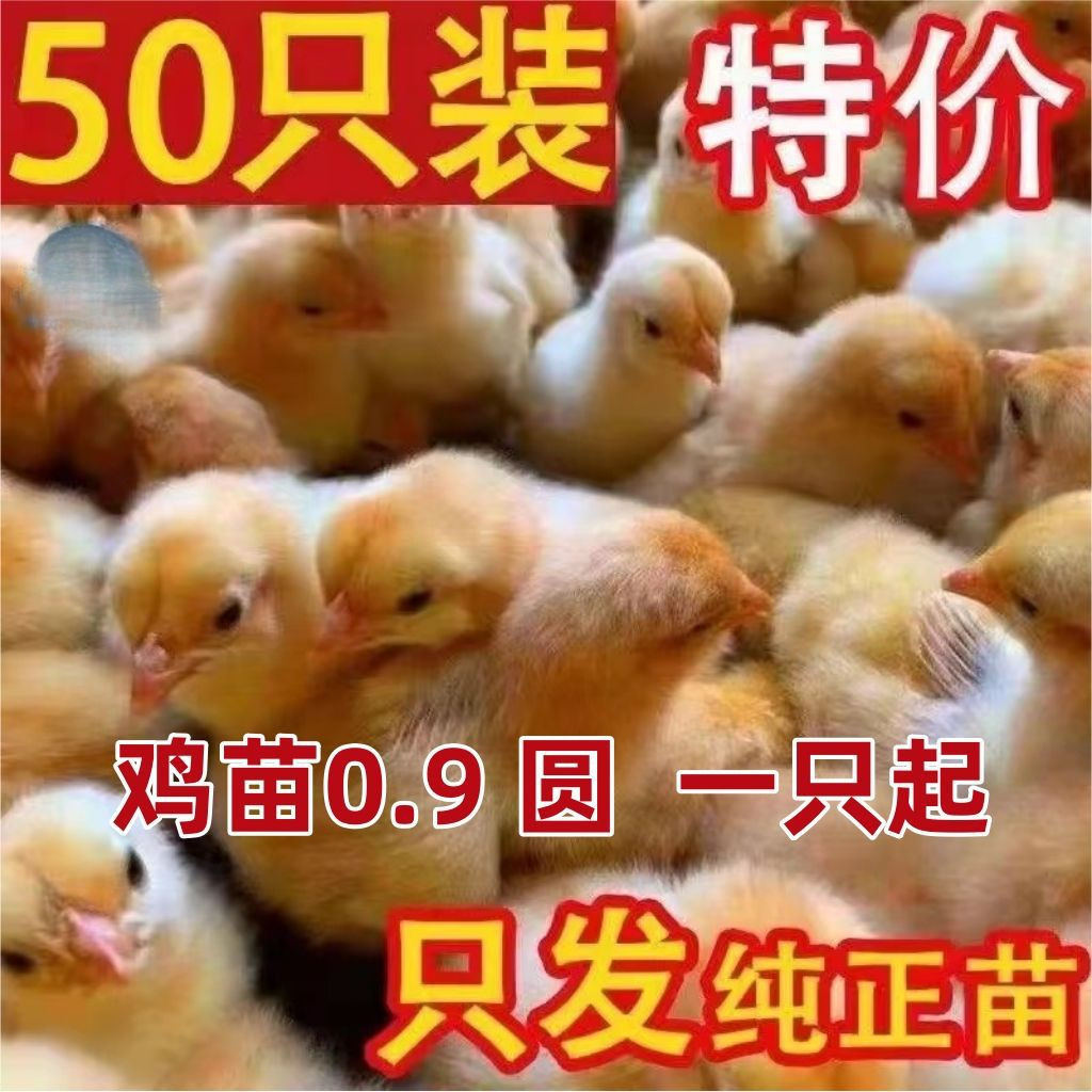 Pet Eggs, Young Chicks, Black Chickens, Native Chickens, 4.5kg Live Chicks, Three-Yellow Chickens, Cuckoo Green-Shelled Red Chickens, and Spotted Chickens