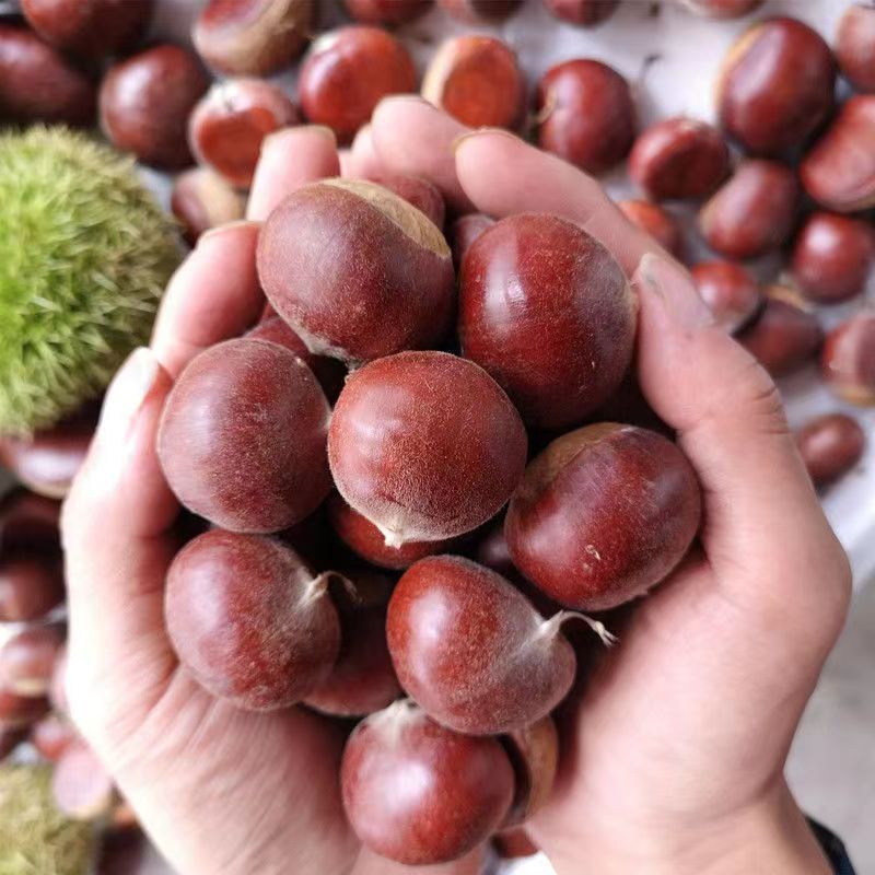25-Year Fresh Dandong Chestnuts 2.5kg Farm Freshly Roasted Raw Hairy Chestnuts Oil Chestnuts Non-Qianxi