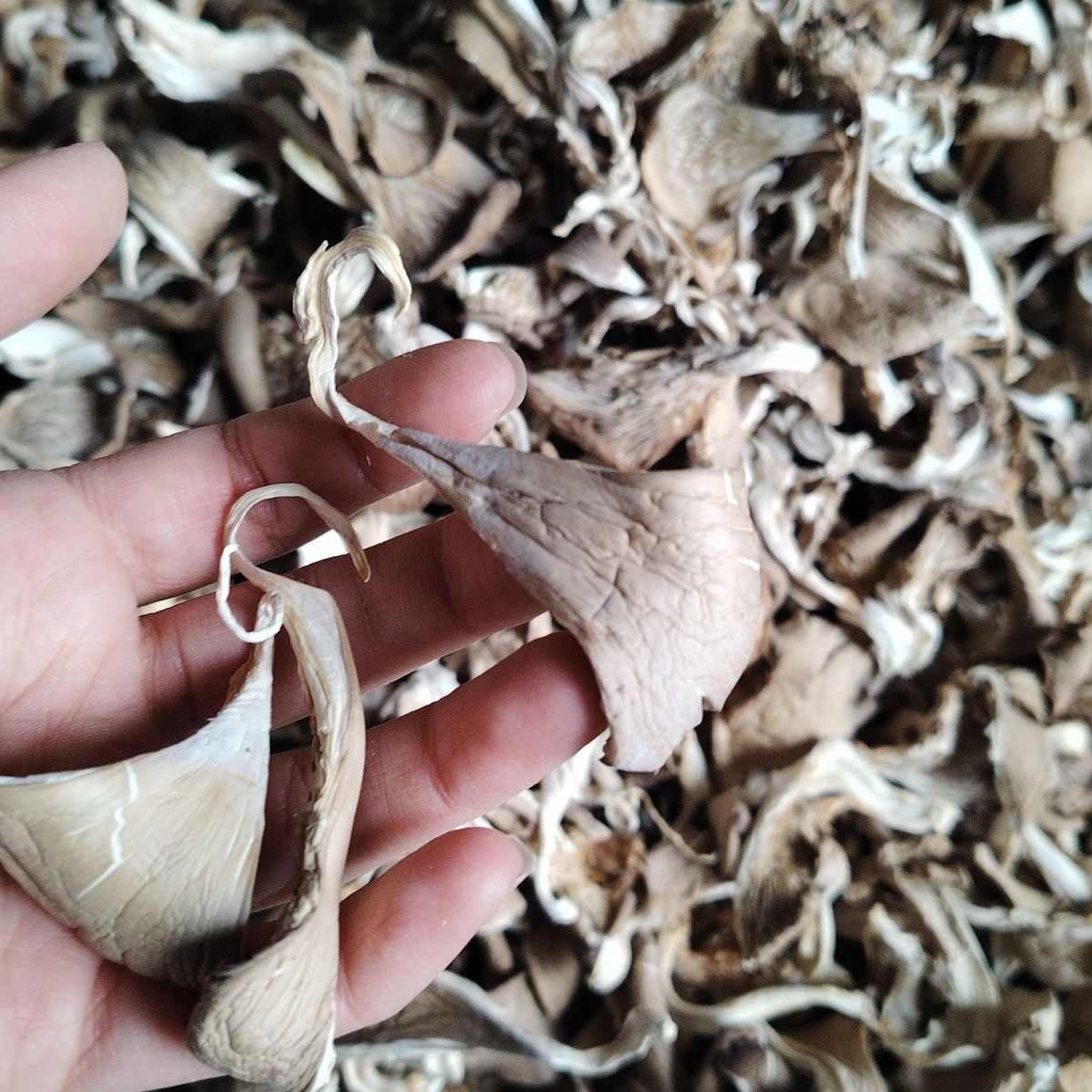 New Stock of Dried Oyster Mushrooms, Genuine Oyster Mushrooms, Farm-Raised Black Trumpet Mushrooms, Specialty Net Weight for Soup, Edible Fungi Wholesale, Whole Box