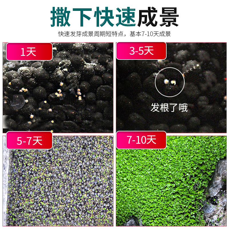 Aquatic Seeds, Fish Tank Landscaping, Plant Seeds, Green Plants, Foreground Water Lawn, Mini Opposite Leaves, Large Leaves, Cow Hair Wholesale