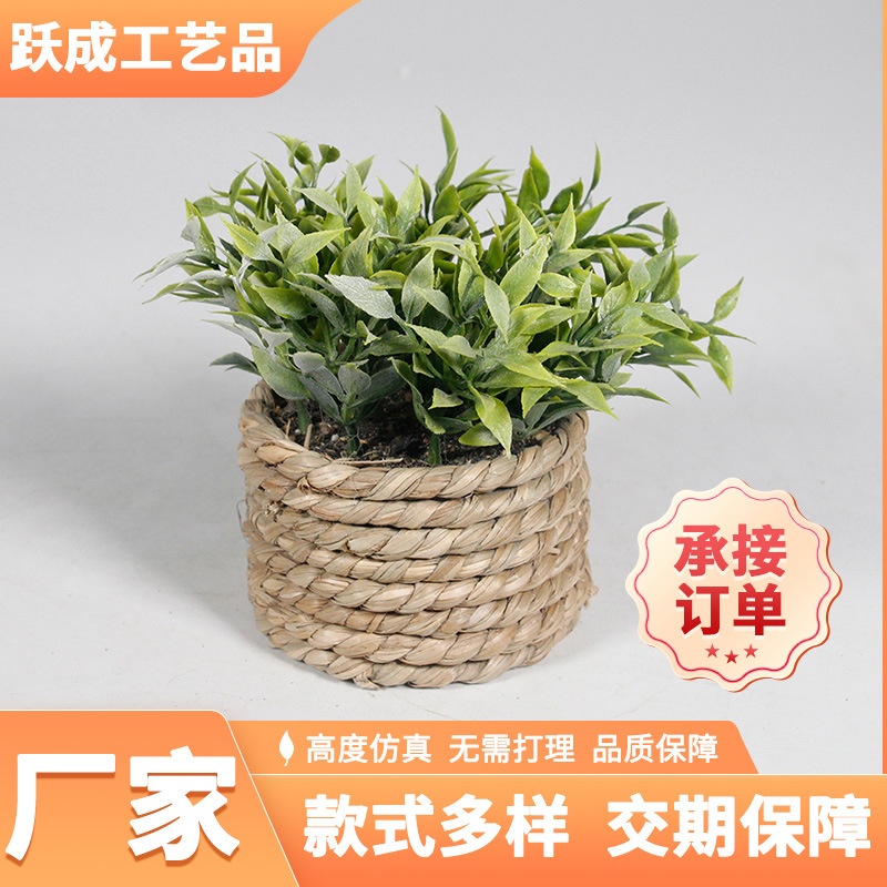 Маленькое растение эвкалипт в горшке для дома