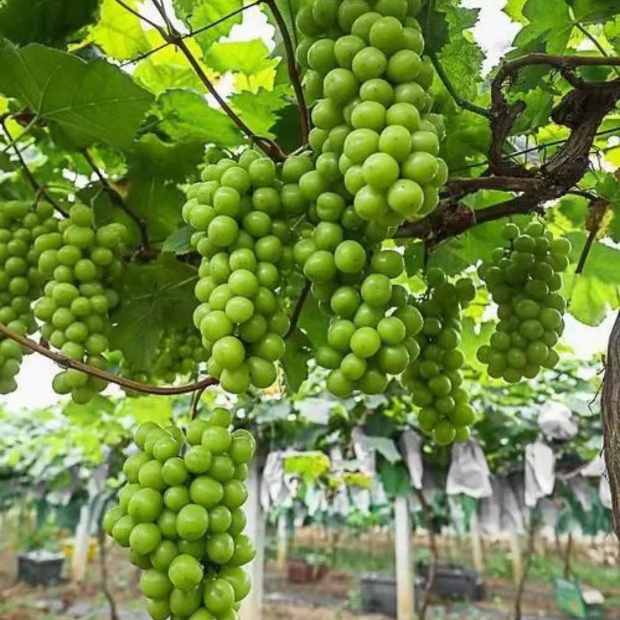 Sunshine Rose Grape Qingwang Fresh Fruit