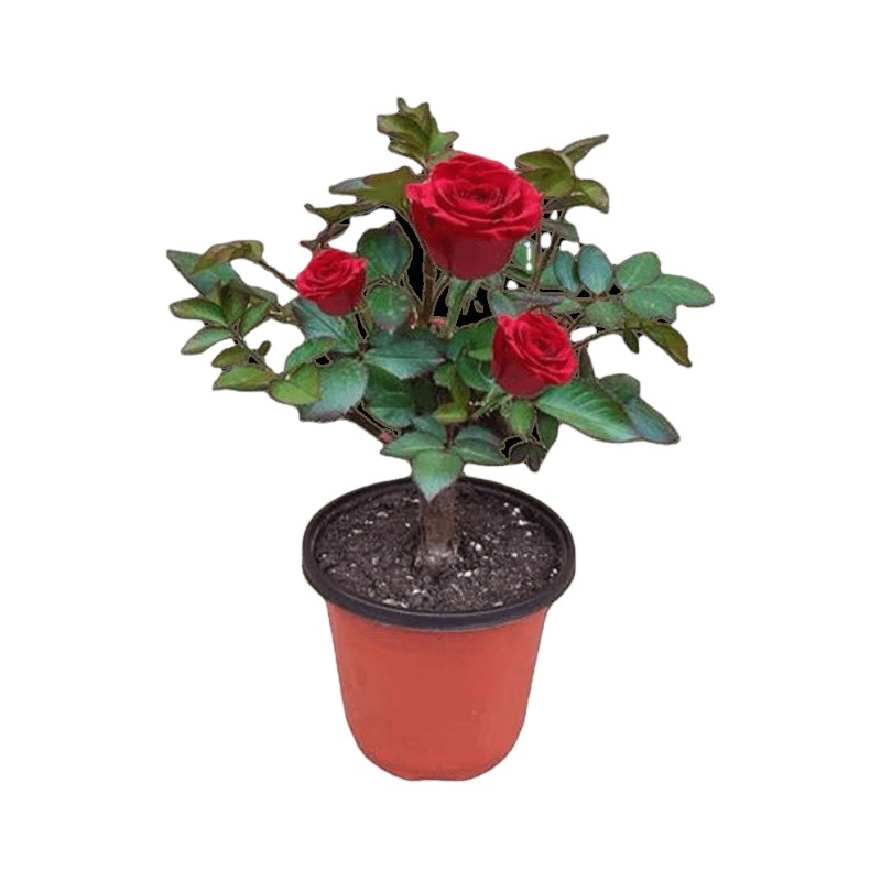 Wholesale Rose Seedlings, Old Seedlings, Rose Seedlings, Old Piles, Rose Seedlings, Greening Rose Flowers, Rose Seedlings, Four-Season Potted Plants