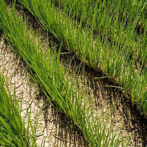 Free Shipping, Dried Chives, Red Onion Seeds, Farm Chive Fruit Wholesale, Shallots, Four-Season Chive Seedlings