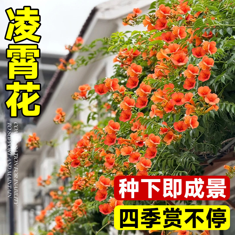 Бигнония вьющаяся крупный саженец растение старый пень двор пotted наземная посадка китайская бигнония саженец всесезонный северный морозостойкий