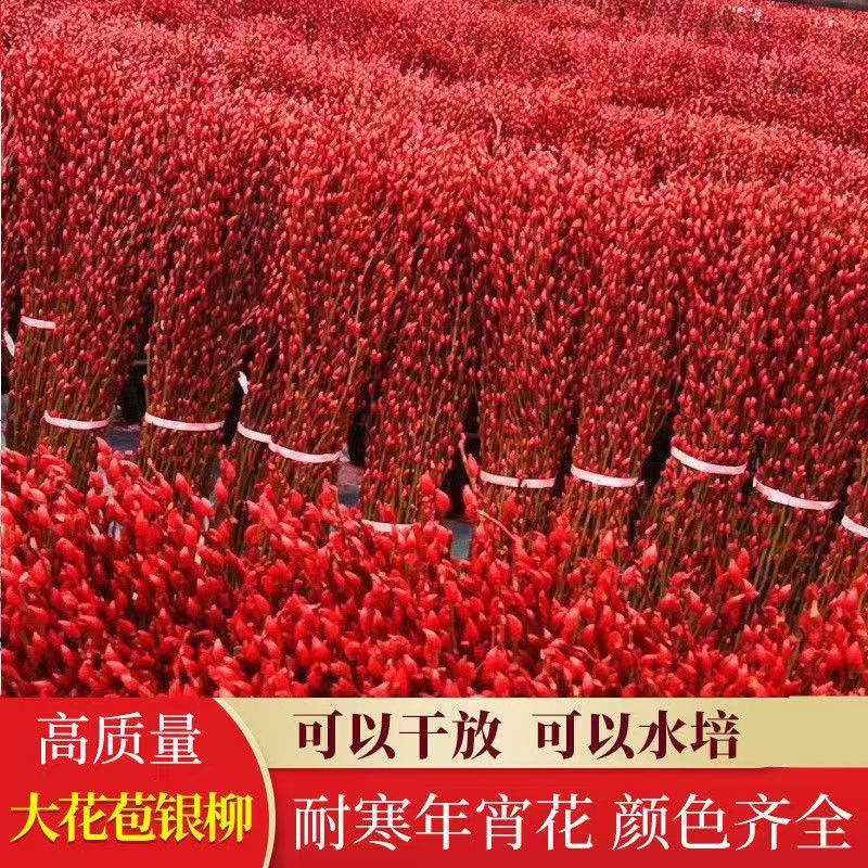 Silver Willow New Year's Eve Real Flower Fresh Branches Living Room Dried Flower Ornaments Large Floor-Standing Red New Year's Eve Florals Indoor Dried Willow