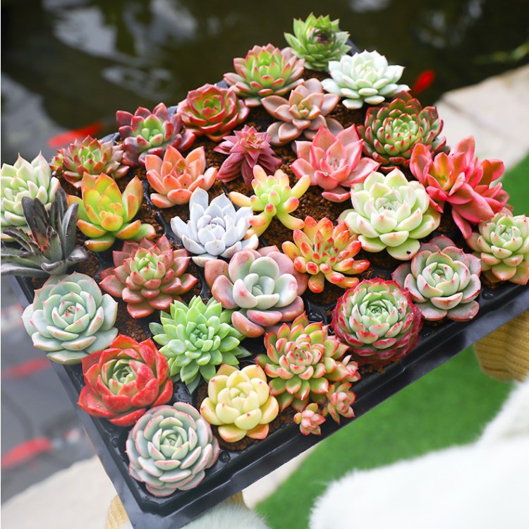 Base Succulent Plant Combination Potted Small Green Plant Flower Jade Dew Large Easy to Grow Indoor Boutique Succulent with Pot Soil