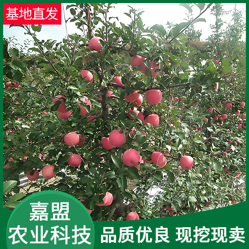 Саженцы яблонь, саженцы фруктовых деревьев, посадка на юге, саженцы яблонь с плодами в тот же год, различные саженцы яблонь, оптом