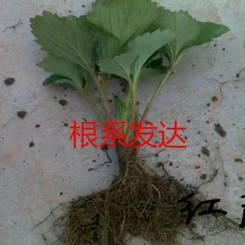 [Strawberry Seedlings Wholesale] Strawberry Seedlings Bare Root Short Strong Leaf Seedlings Cream Strawberry Seedlings Planted in the North and South