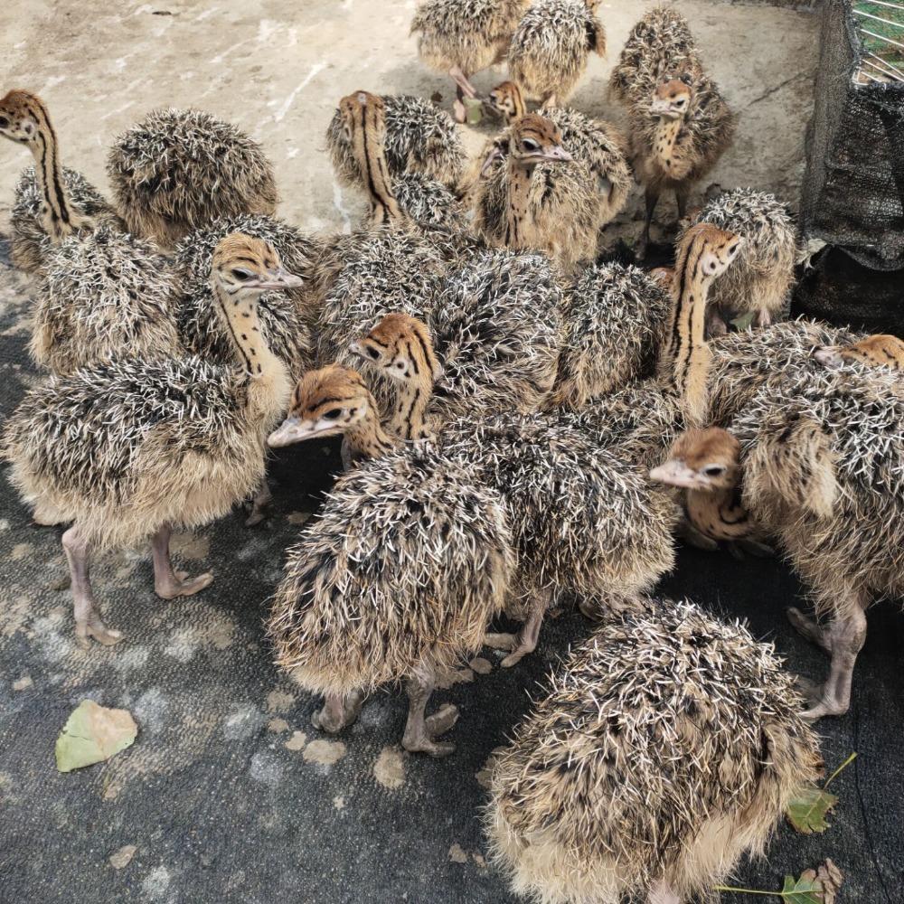 Живое разведение страусов в живописных местах, разведение страусовых цыплят, цена на маленького страуса, страусиные яйца