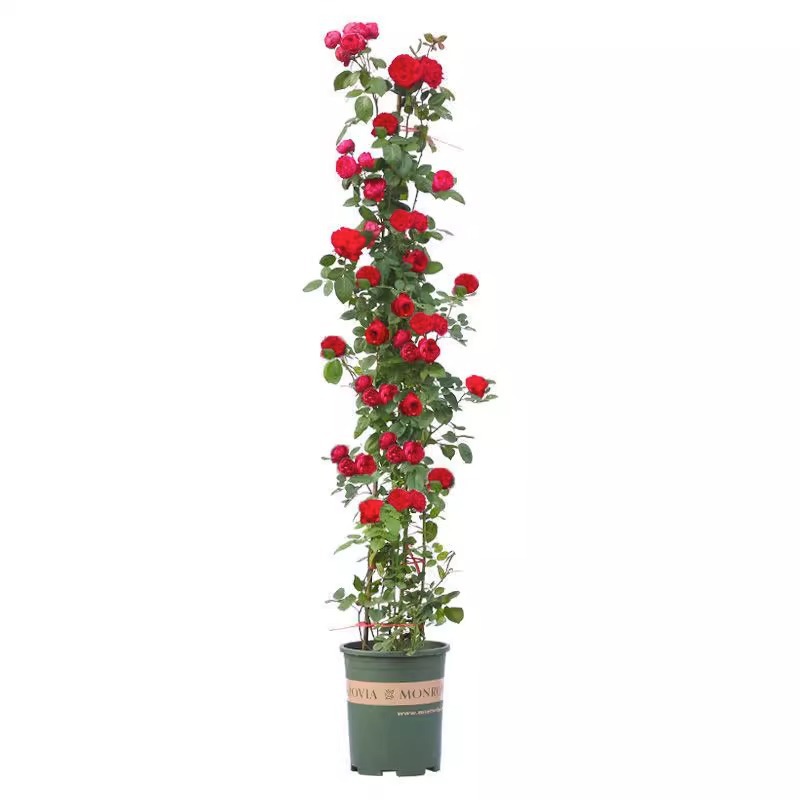 Rose Seedlings, Vine Roses, Large Florals, Fragrant Courtyards, Four-Season Flowering Climbing Vines, Florals, Potted Balcony Roses
