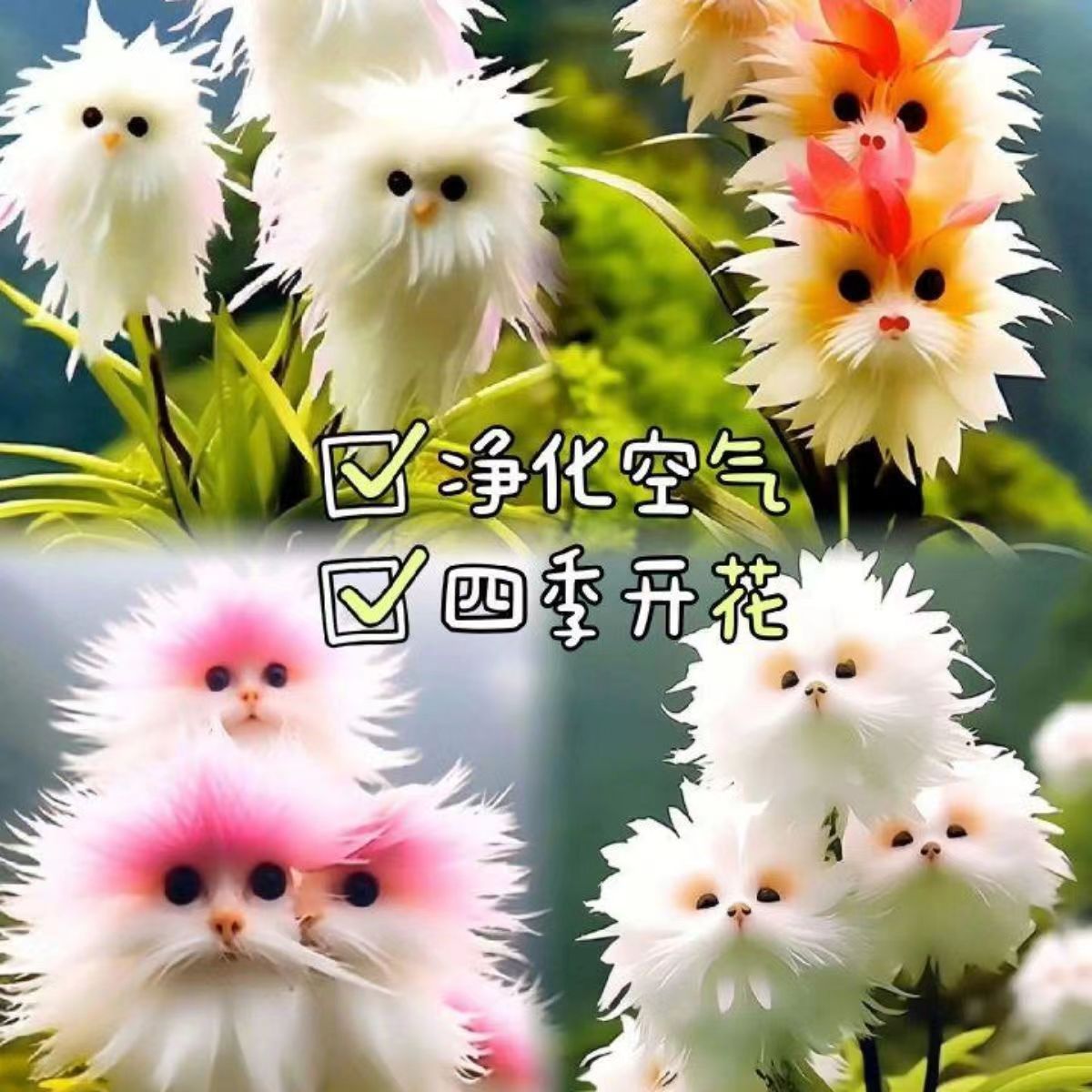 Hot-Selling Big-Faced Cat Orchid That Fills the House with Fragrance. New Potted Plant with Cute Appearance and Fragrant Fragrance to Remove Formaldehyde