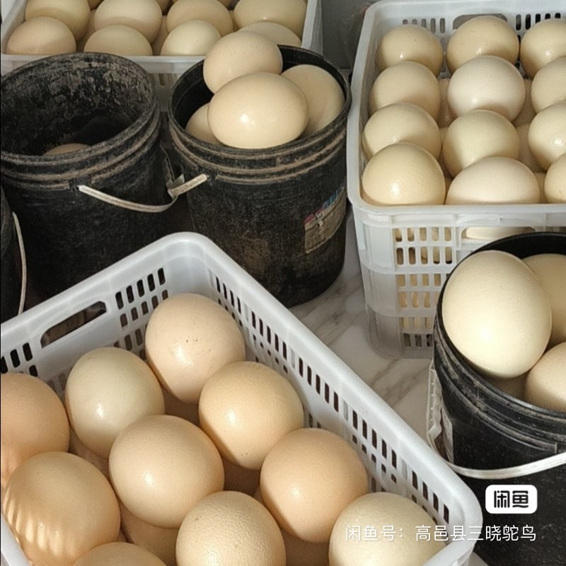 Fresh and Edible Ostrich Eggs, Extra-Large Size, Perfect for the Beginning of Summer, Ready-To-Eat, Ideal for Large Holiday Gifts, High-End Ingredients