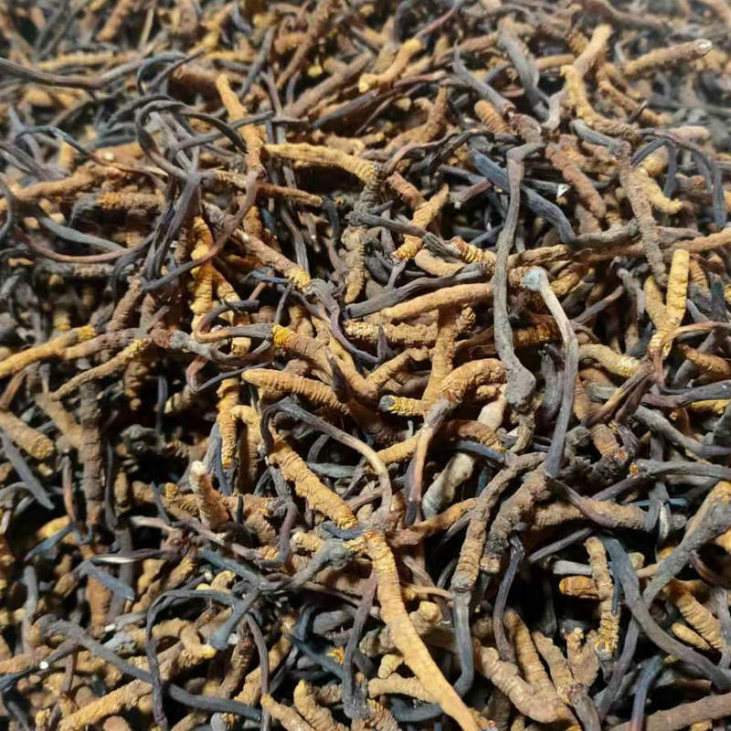 Xizang Naqu Cordyceps sinensis new goods Xizang Cordyceps sinensis all dry without root breaking multi-specification late in stock