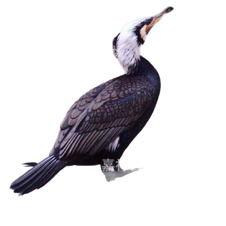 Artificially Cultivated Ospreys Are Sold in Large Quantities. Live Ospreys Are Caught in Performances in Gardens and Scenic Spots. the Price of Osprey Seedlings