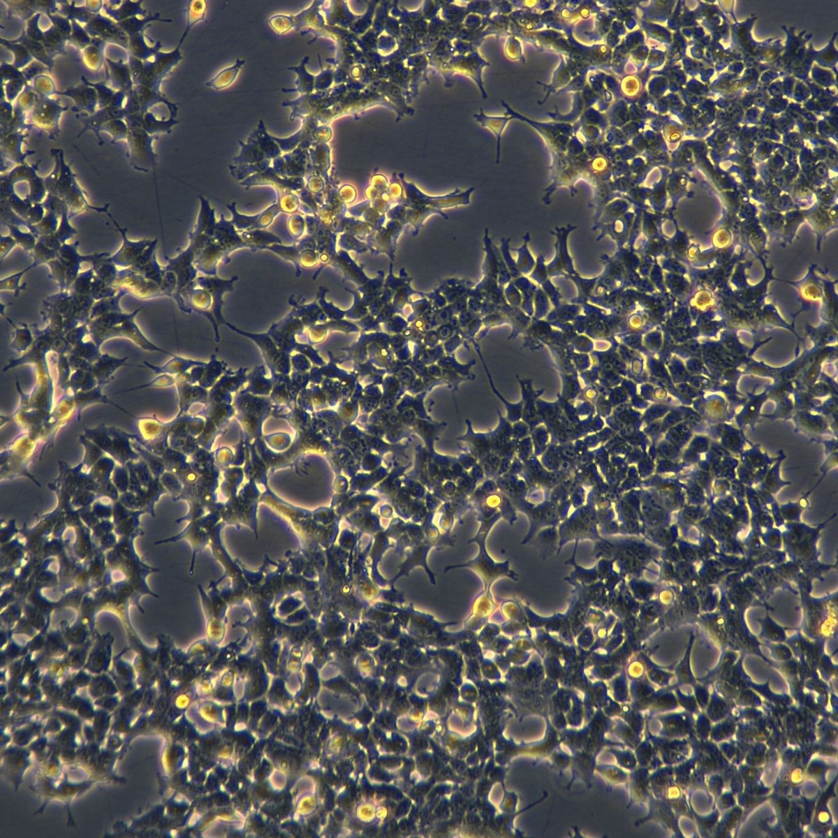 Meisenctcc Human Embryonic Kidney Cells Hek293