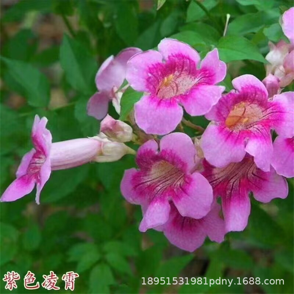 American Lingxiao Flower Climbing Vine Plant Lingxiao Flower Sapling Old Pile Potted Large Seedling Climbing Vine Cold-Resistant and Blooming in All Seasons