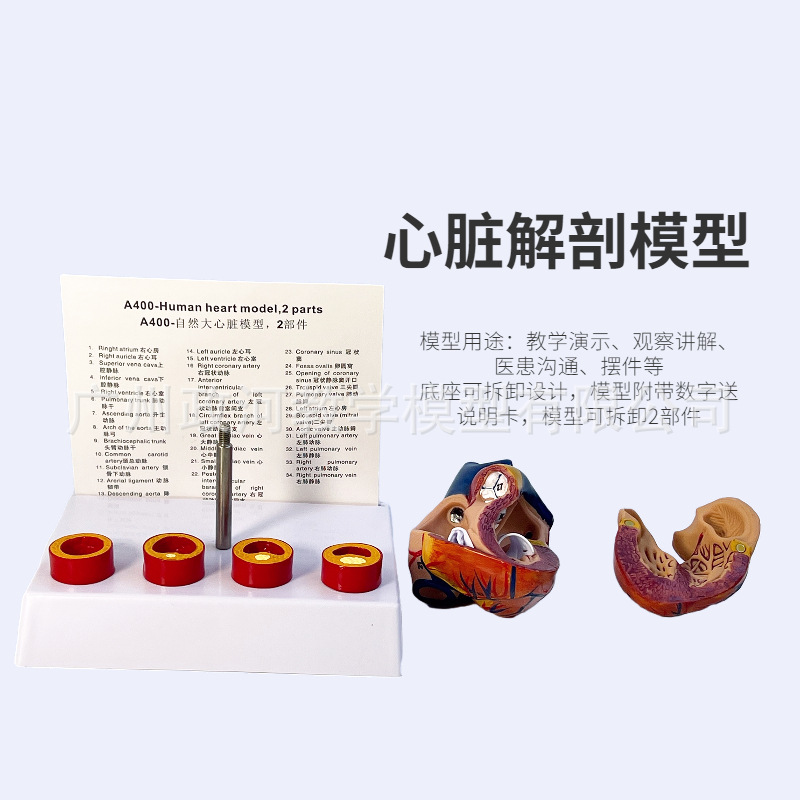 Standard Human Heart Model, Anatomical Detachable Teaching Artificial, Natural Large Heart with Blood Clot Blood Vessel Model