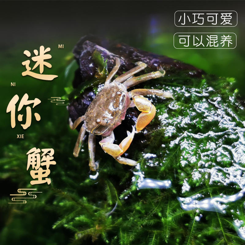 Pepper Crab Small Crab Stall with Price of Goods Hand Crab Ornamental Crab Freshwater Crab Living Pet Origin