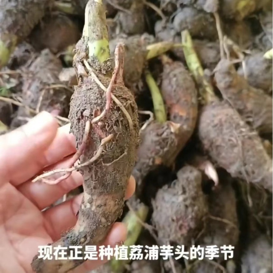 Authentic Guangxi Lipu Taro Seed Lipu Taro Seedlings Guangxi Lipu Taro Seed