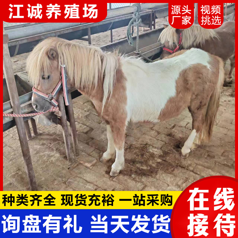 Interactive Miniature Horse Rides in Scenic Gardens for Sale, Mini Pet Horses, Domestic Special Breed Ponies