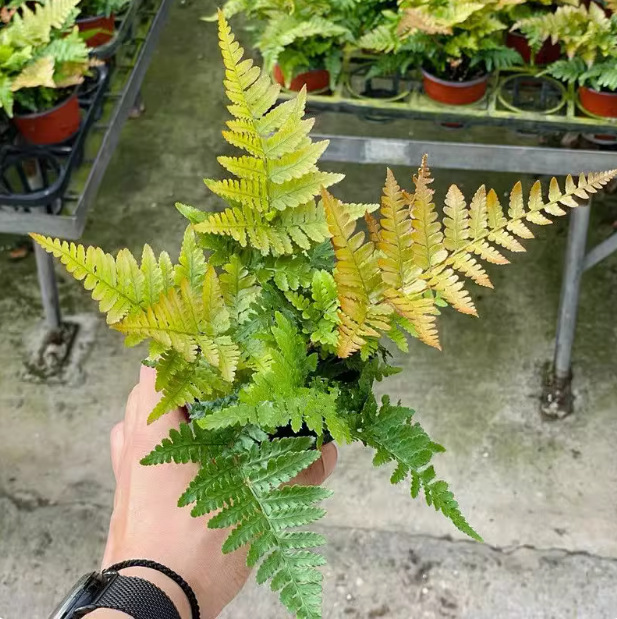 Rainbow Fern Three-Color Scale Fern Red Cover Phoenix Tail Fern Indoor Green Foliage All Year Round Plant Landscaping Potted Plant Cold-Resistant