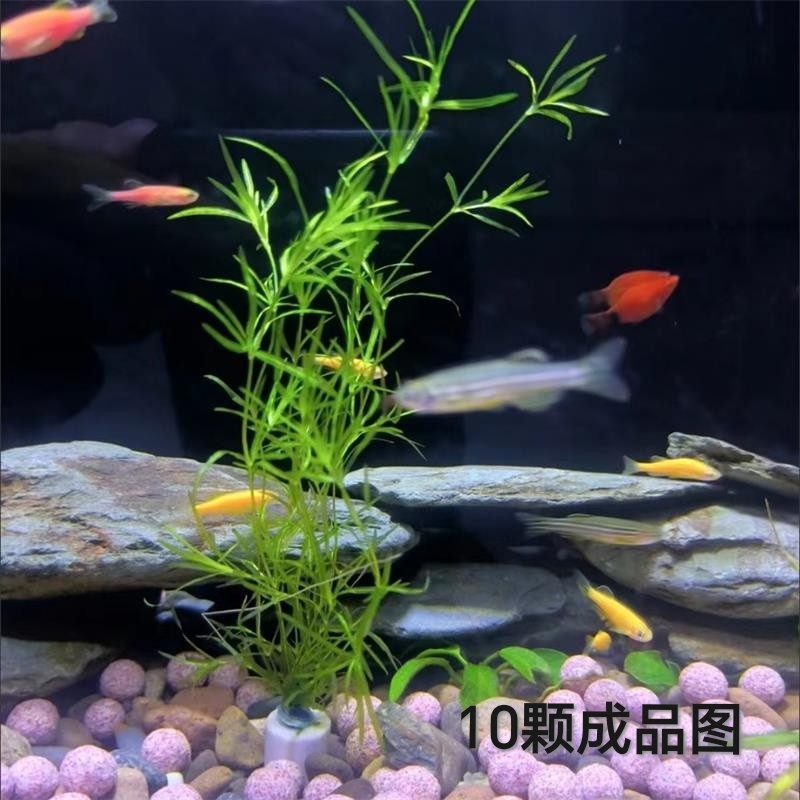 Bamboo Grass Indian Small Bamboo Centipede Grass Aquatic Plant Real Grass Fish Tank Aquatic Plant Landscaping Fish Grass Tank Novice Green Plant