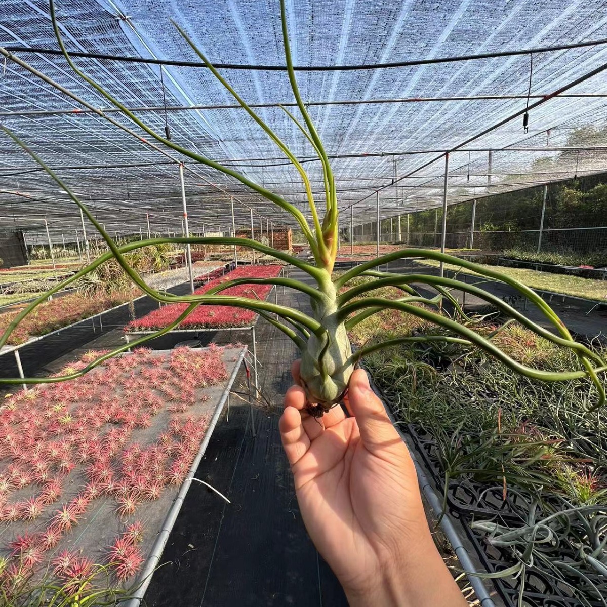 Оптовая продажа воздушной тилландсии, маленькие осьминоги, маленькие бабочки, лиственные и цветущие растения, офисное озеленение, комнатные зеленые растения