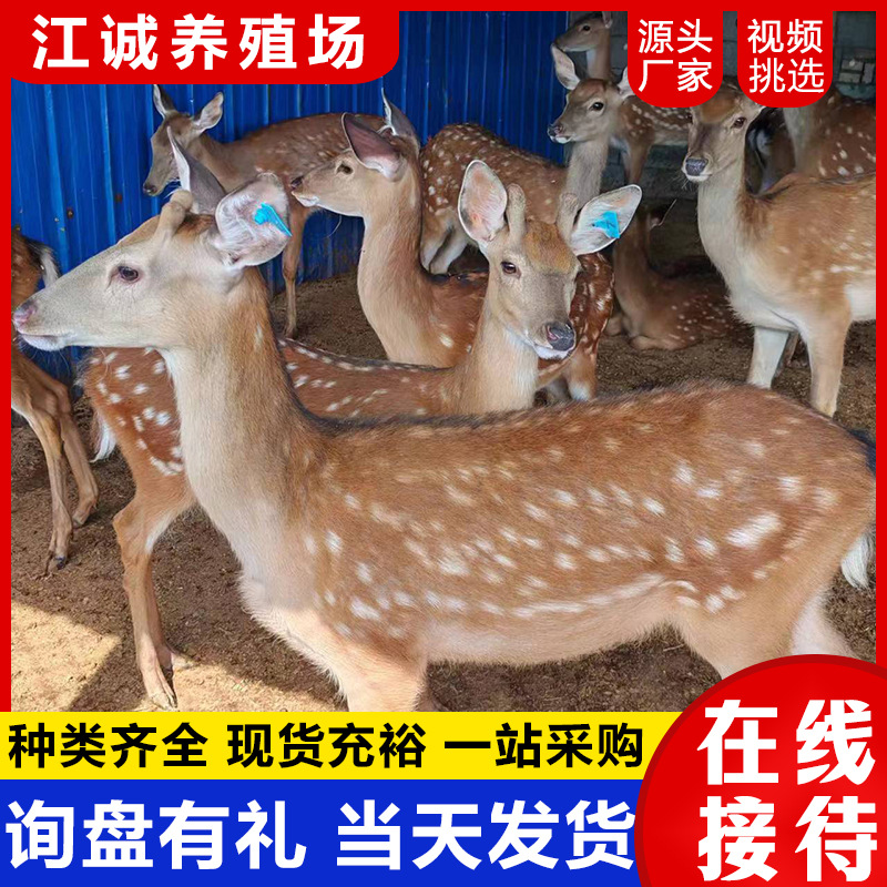 Сколько стоит садовый декоративный сика-олень? Продажа и аренда живых сика-оленей. Цена на оленят сика.