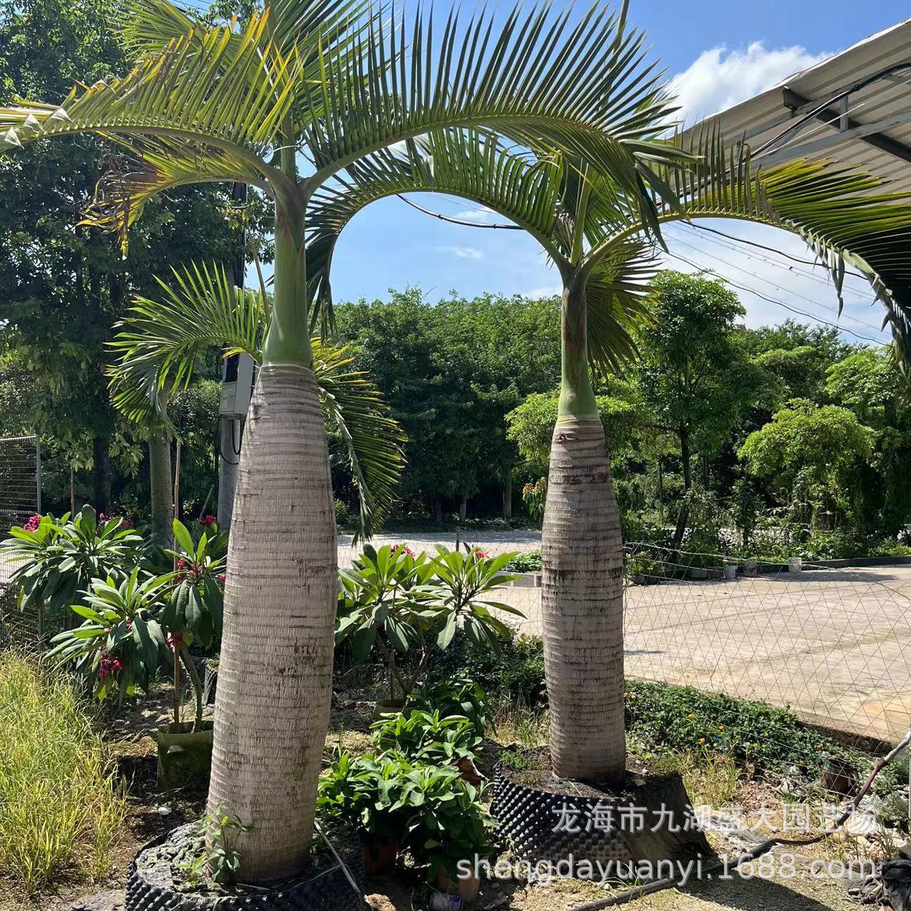 Hainan Coconut Tree Southern Wine Bottle Coconut Price Wine Bottle Coconut Is Suitable for Indoor Greenhouse Planting