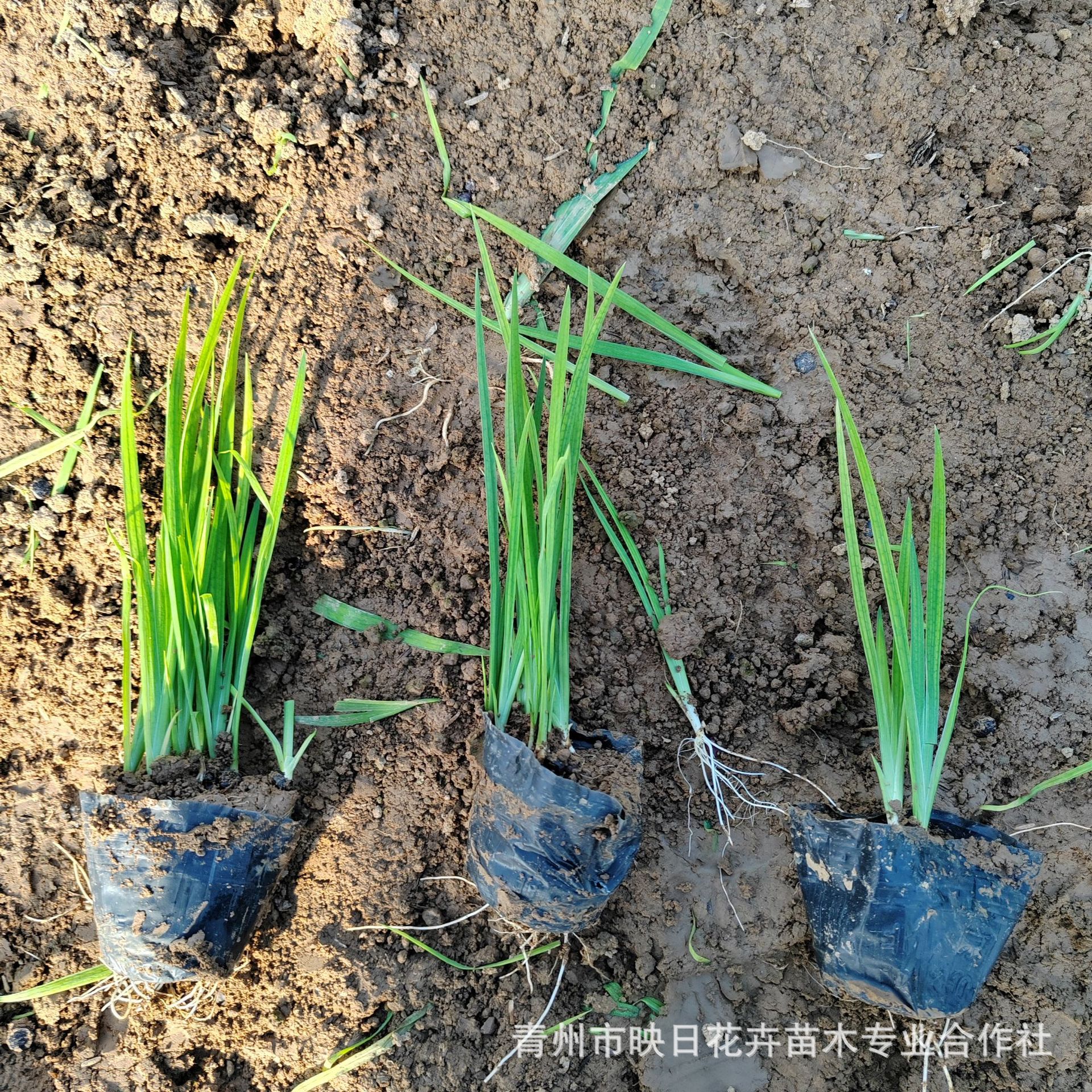 Аква Ирис в горшках, желтые цветы, ирис желтый каламус, семена в упаковке, оптовая продажа, Шаньдун, большая скидка, аквариумные растения