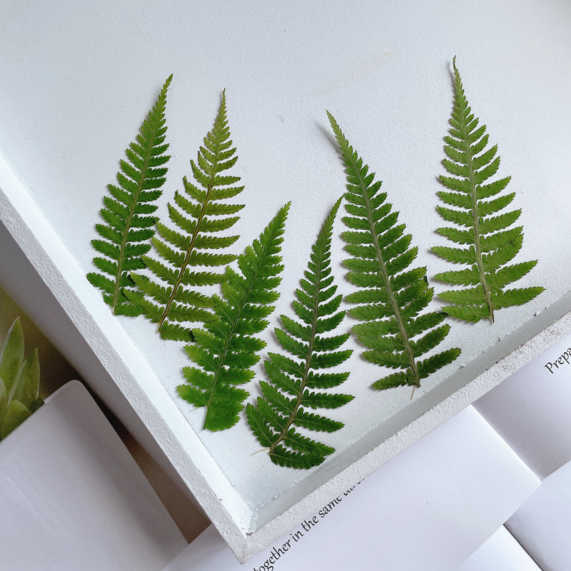 Monkey Leg Fern Real Leaf Plant Embossed DIY Dropping Glue Phone Case Photo Frame Bookmark Face Decal Decoration Material Bag