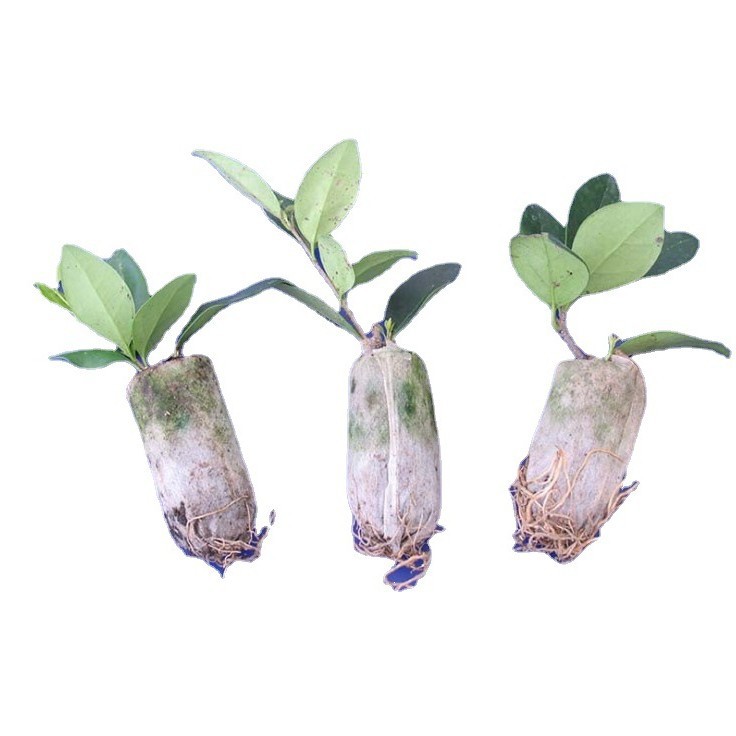 Factory direct 3cm compressed seedling block nutrition block matrix block flowers, vegetables, melons and fruits seedling soil block