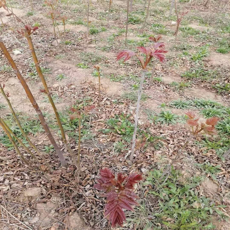 Red Oil Toon Seedlings, Fruit Tree Seedlings, Toon Saplings, Potted Edible Toon Saplings, Toon Saplings Planted in the South and North