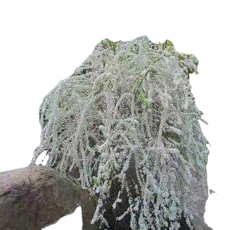 Wooden Hydrangea Cone Hydrangea Flowers Have a Long Flowering Period and the Color Is White in the Early Stage and Pink in the Late Stage