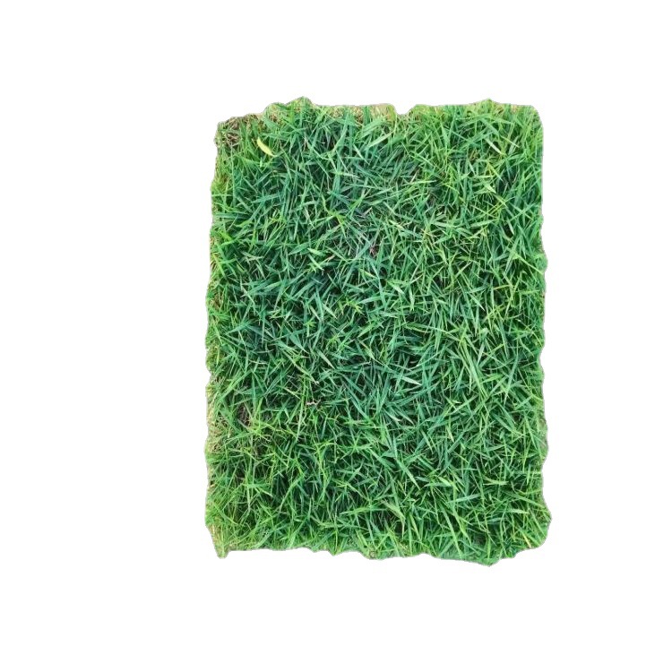 Lawn Real Turf Taiwan Green Manila Large-Leaf Oil Engineering Special Base Planting Large Quantity Favorably Now Shovel Now