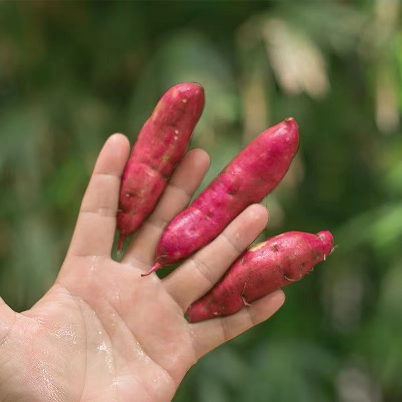 Tianmu Small Sweet Potato, Freshly Dug, Fresh Vegetables, Chestnut, Sweet Potato, Sweet Potato Powder, Glutinous Small Sweet Potato, One Piece Dropshipping