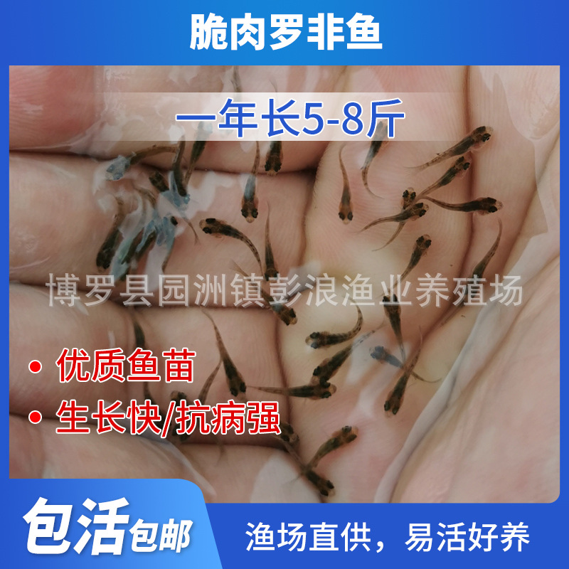 Crispy Meat Tilapia Fry, Large Variety of Crispy Meat Tilapia Fry, All Male Fushou Fry, Freshwater Cultured African Crucian Carp