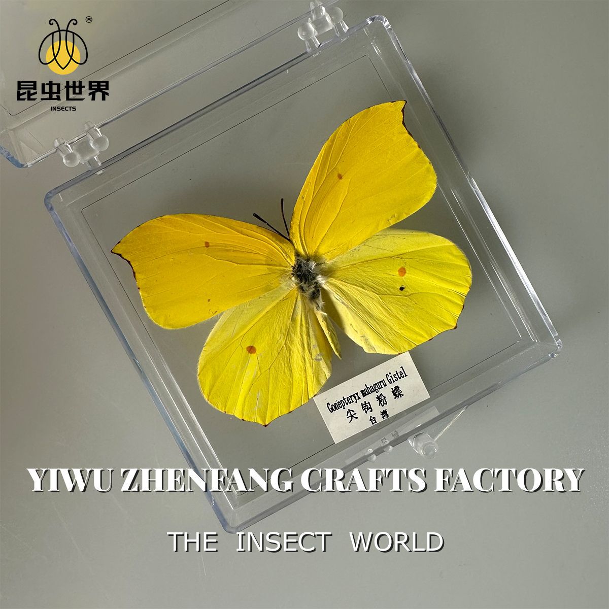 Jingling Craft Real Butterfly Specimen DIY Handmade Butterfly Photo Frame Biological Science Education Girls' Holiday Gift