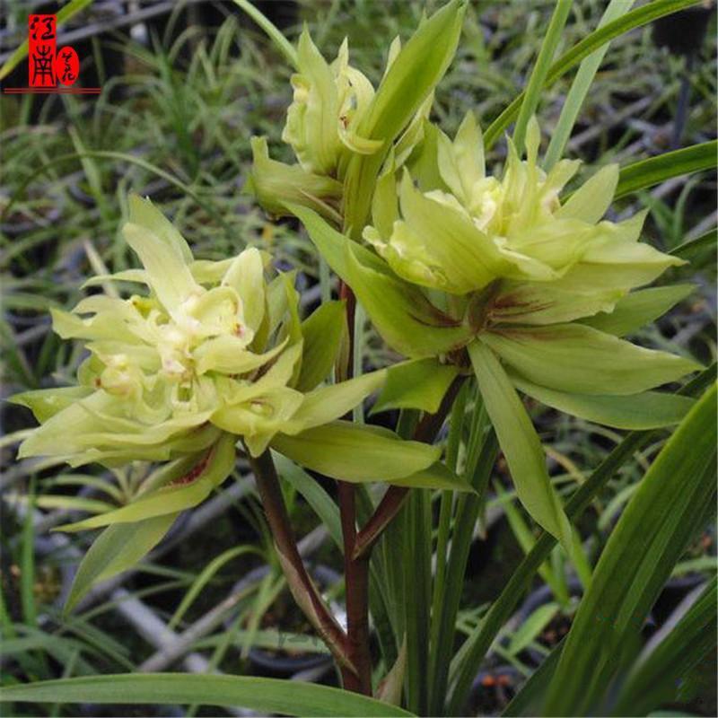 Price Processing Chunlan Datang Shengshi Is Easy to Grow and Has Strong Fragrance and Easy to Live Orchid Seedlings and Florals