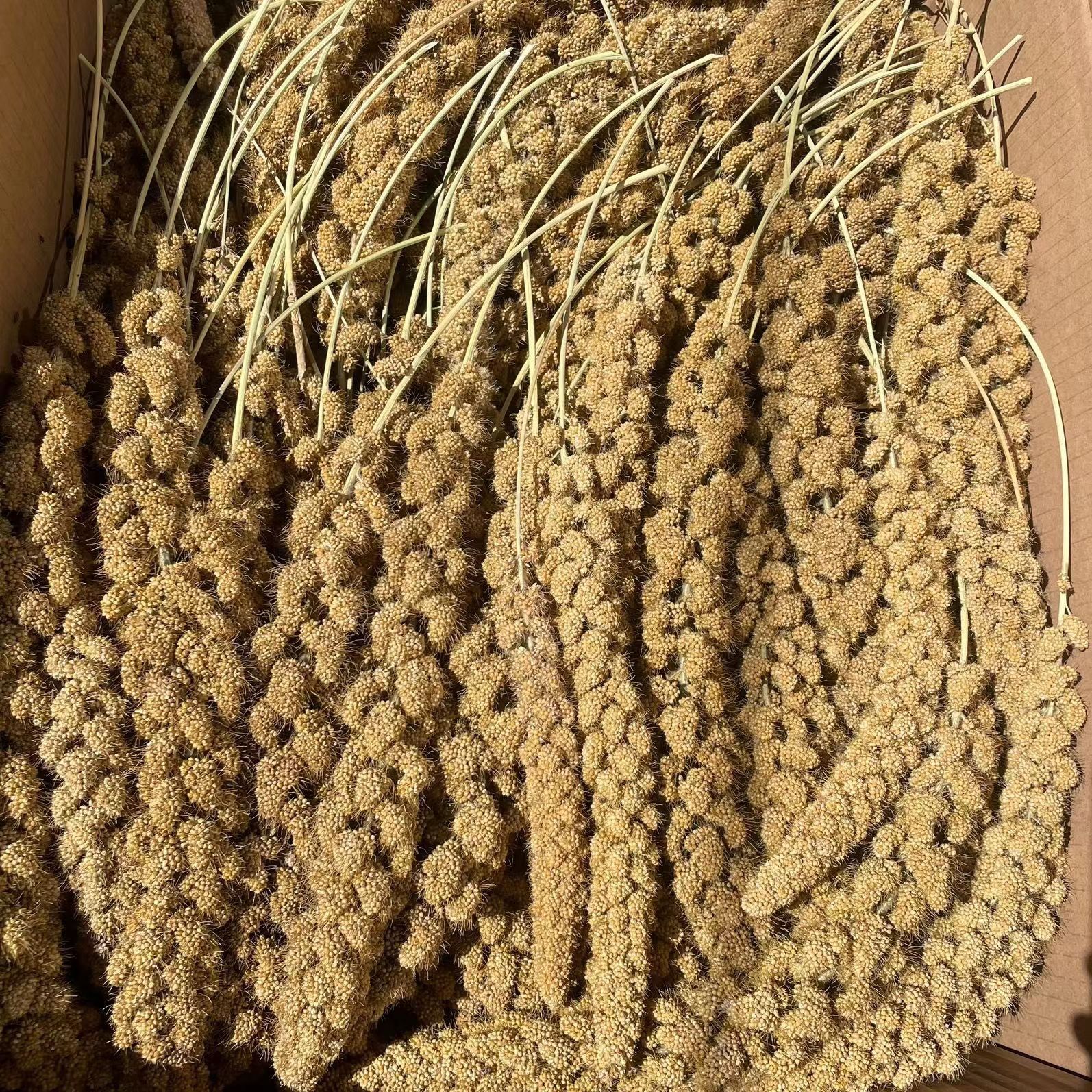 New Millet Parrot Snacks Yellow Millet Husk Yellow Millet Black Phoenix Tiger Skin Feed Bird Food Hamster Squirrel Food